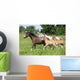 Mares and Foals Running Wall Mural