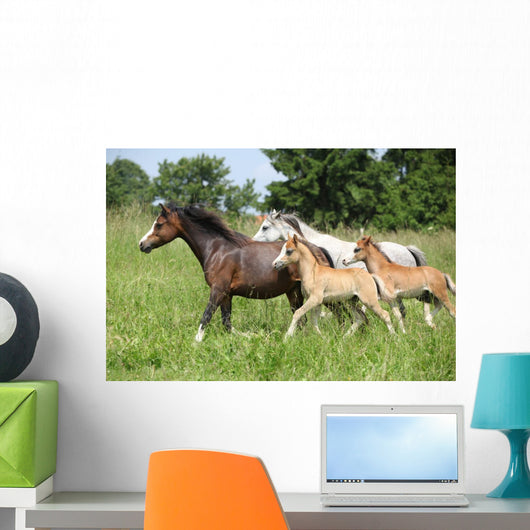 Mares and Foals Running Wall Mural