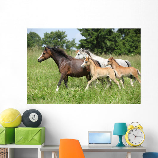 Mares and Foals Running Wall Mural