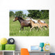 Mares and Foals Running Wall Mural
