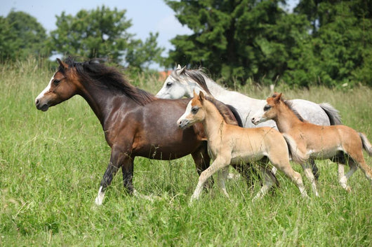 Mares and Foals Running Wall Mural