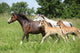 Mares and Foals Running Wall Mural