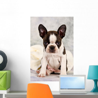 Boston Terrier Sitting White shown on a wall