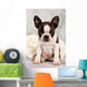 Boston Terrier Sitting White
