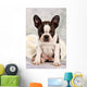 Boston Terrier Sitting White