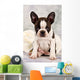 Boston Terrier Sitting White