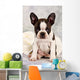 Boston Terrier Sitting White
