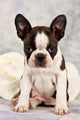 Boston Terrier Sitting White