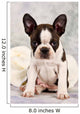 Boston Terrier Sitting White