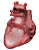 Anatomy of the Jhuman Heart Wall Decal