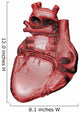 Anatomy of the Jhuman Heart Wall Decal