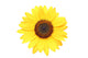 Sunflower Macro Over White Wall Decal