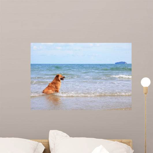 Dog Beach