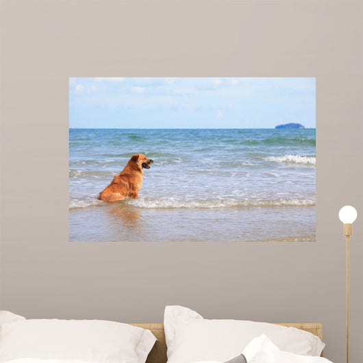 Dog Beach