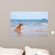 Dog Beach