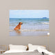 Dog Beach