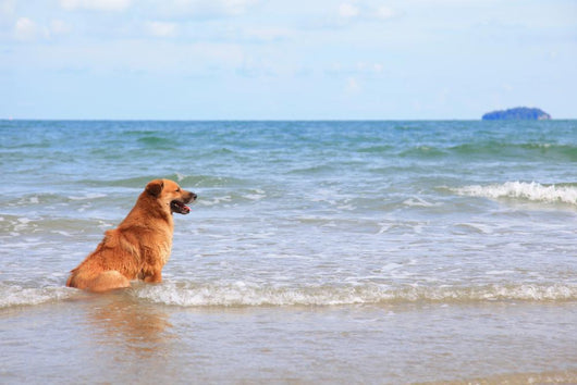 Dog Beach