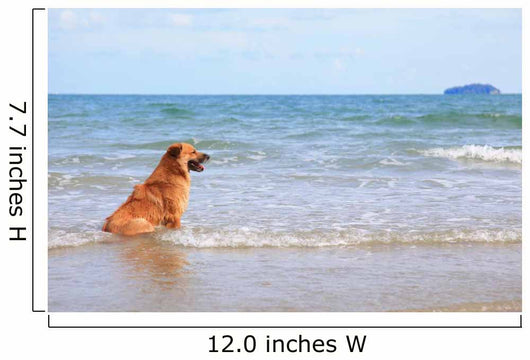 Dog Beach