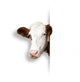 Lukt Cow