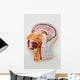Human Body Model Brain Wall Mural