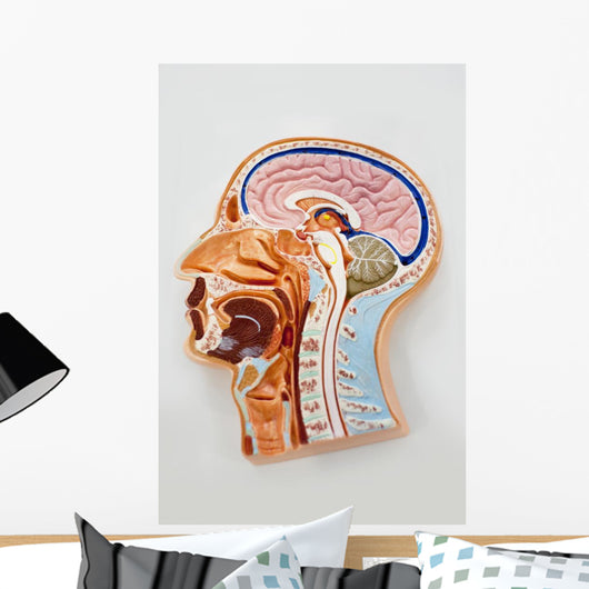 Human Body Model Brain Wall Mural