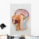 Human Body Model Brain Wall Mural