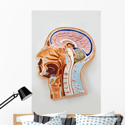 Human Body Model Brain Wall Mural