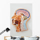 Human Body Model Brain Wall Mural