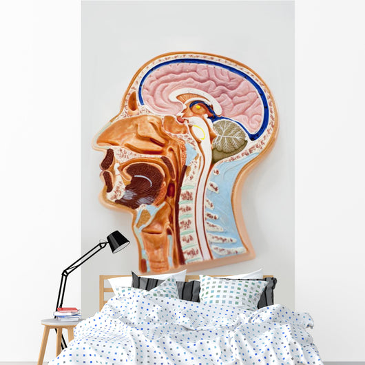 Human Body Model Brain Wall Mural