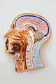 Human Body Model Brain Wall Mural