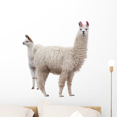 Female Baby Llama Wall Decal shown on a wall