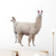 Female Baby Llama Wall Decal
