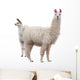 Female Baby Llama Wall Decal