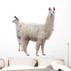 Female Baby Llama Wall Decal