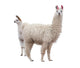 Female Baby Llama Wall Decal