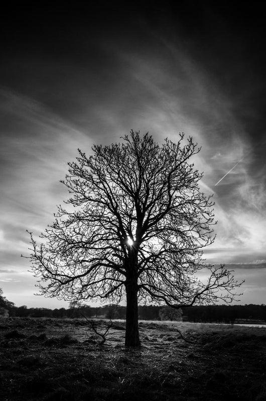Leafless Tree