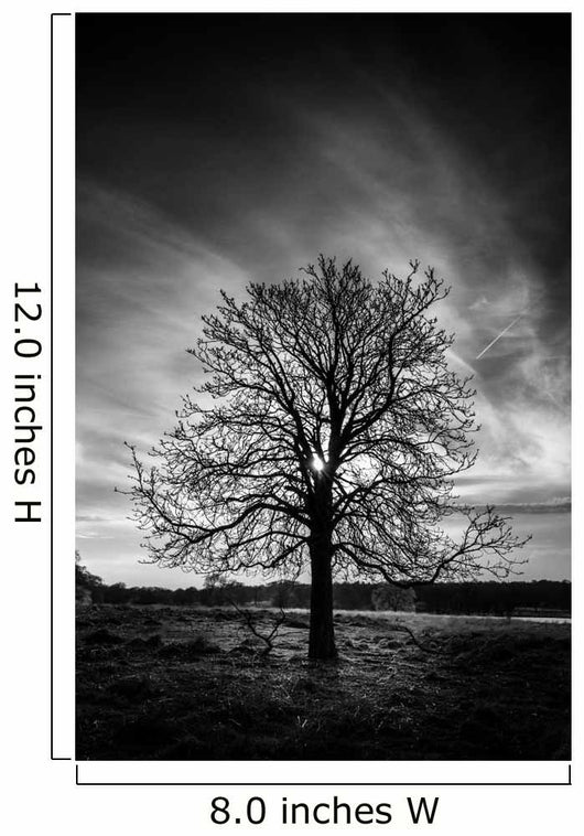 Leafless Tree