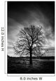 Leafless Tree