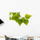 Birch Leaves Tree