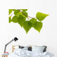 Birch Leaves Tree