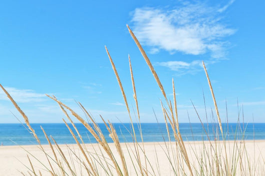 Summer Beach Kind Grass