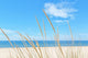 Summer Beach Kind Grass