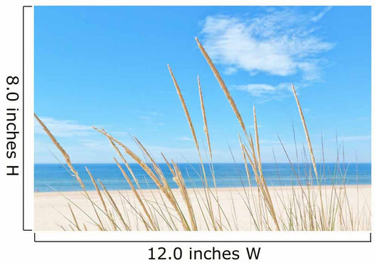 Summer Beach Kind Grass