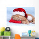 Little Cat Wearing Santas