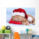 Little Cat Wearing Santas