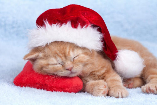 Little Cat Wearing Santas