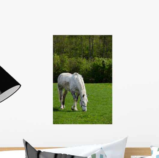 Arabian Grey Horse Green Wall Mural