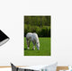 Arabian Grey Horse Green Wall Mural