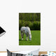 Arabian grey horse in a green field Wall Mural