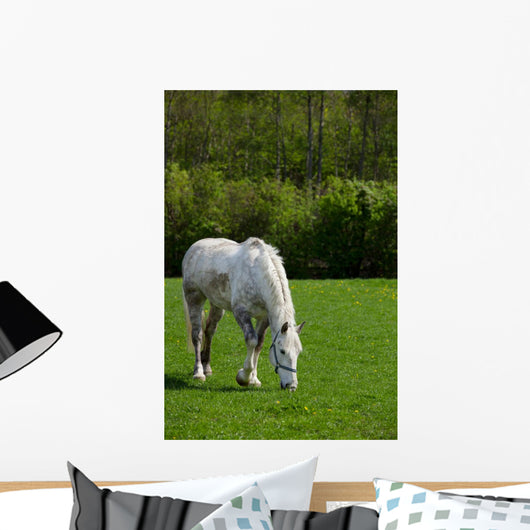 Arabian grey horse in a green field Wall Mural